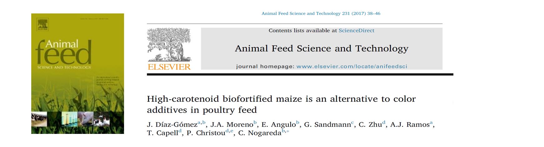 Portada High-carotenoid biofortified maize is an alternative to color additives in poultry feed.